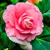 Bulbes de BÉGONIA | Bulbes des meilleurs producteurs néerlandais | Sélection exclusive et contrôle qualité | Floraison garantie (3 Bulbes de Bégonia Double Rose)