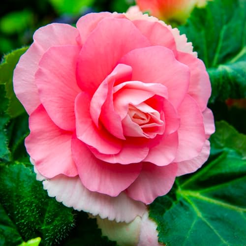 Bulbi di BEGONIA | Bulbi provenienti dai migliori produttori Olandesi | Esclusiva selezione e controllo qualità | Fioritura garantita dal primo anno. (3 Bulbi di Begonia PINK DOUBLE)