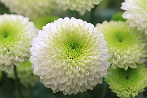 SRI SAI FORESTRY White Chrysanthemum Flower Seeds For Home Garden, Terrace, Balcony, Home Decoration, All Season India (B0BFXQZ5GS) Amazon Price History, Amazon Price Tracker