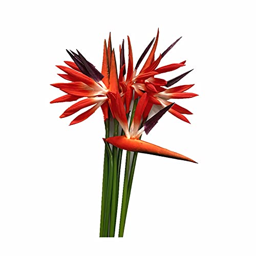 Mittelgroßer Paradiesvogel, 58,9 cm, permanente Blumenstiele, 5 mm, Blumenteil ist aus weichem Gummi PU, künstliche Blumenpflanzen, kleine Blumenarrangement für Zuhause und Büro, 8 Stück (orange) Cover