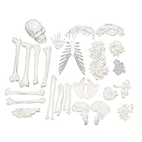 Algopix Similar Product 20 - MonMed Medical Skeleton Model  Life