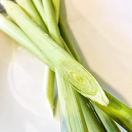 Kejora Fresh Lemon Grass 12 Stalks #TOP1