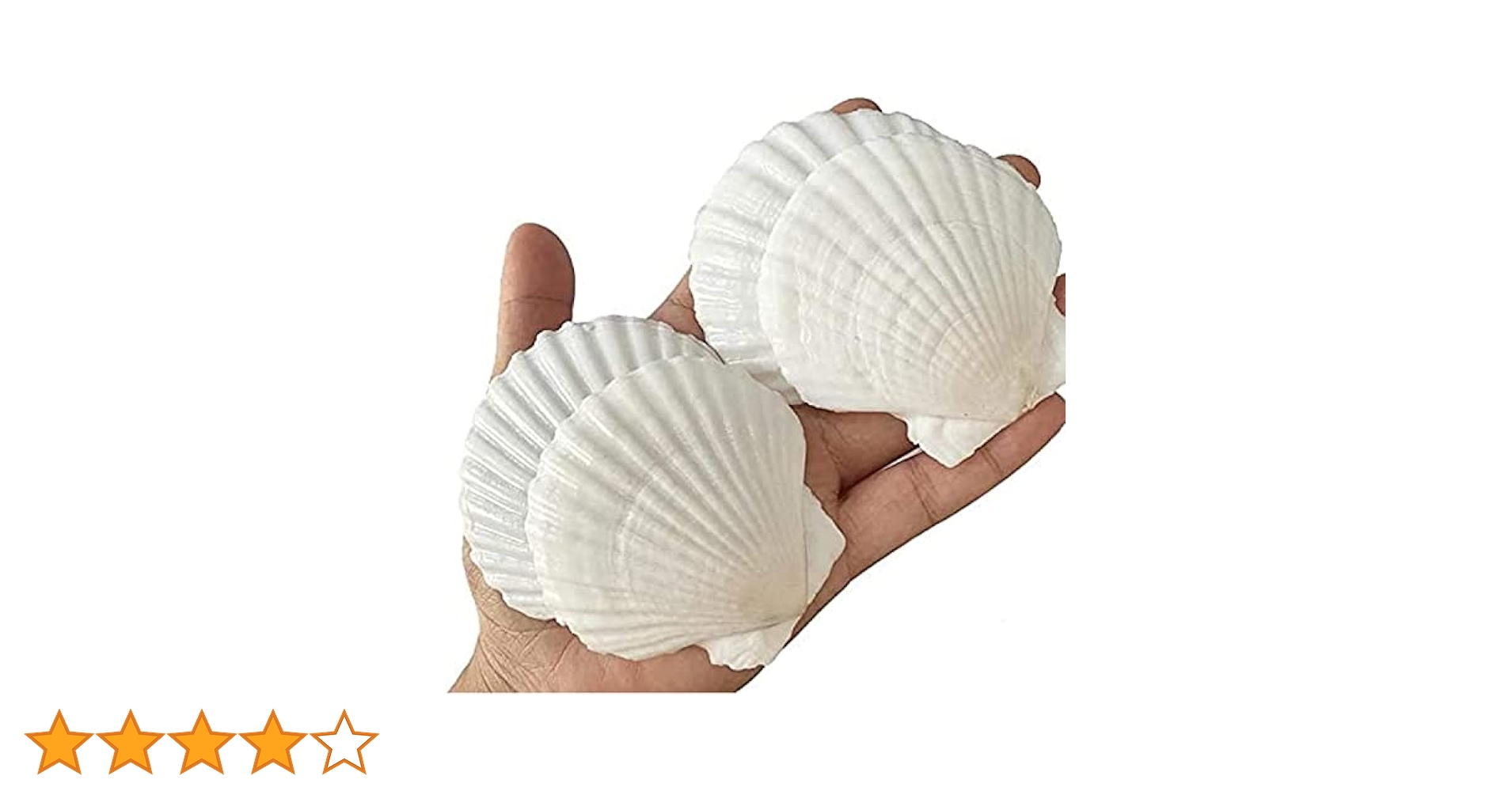 珍しい貝殻のセット Amazon.co.jp: 【貝殻の問屋さん】貝殻セット ミックスシェル