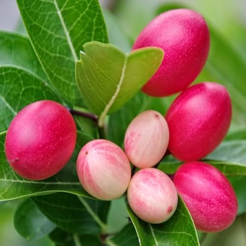 Thai Sweet Live Karonda Carissa Carandas Cherry Cherries Layering/Grafted Live Plant (1-1.5 Feet Height)