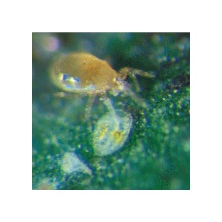 5 Tüten AC Raubmilben - Nützlinge gegen Thrips und Milben