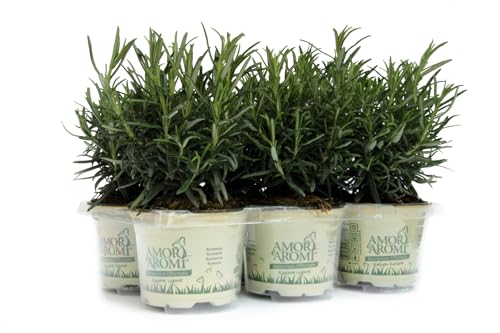 6 piante aromatiche (Rosmarino) per cucinare, per realizzare il tuo orto sul balcone e profumare gli ambienti