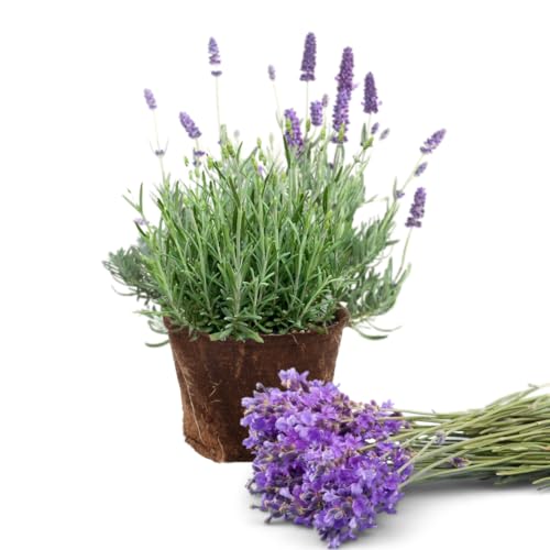 Set of 4 Live Lavender Plants - Fragrant Lavender Flowers for Indoor or Outdoor Gardens - Purple Lavender