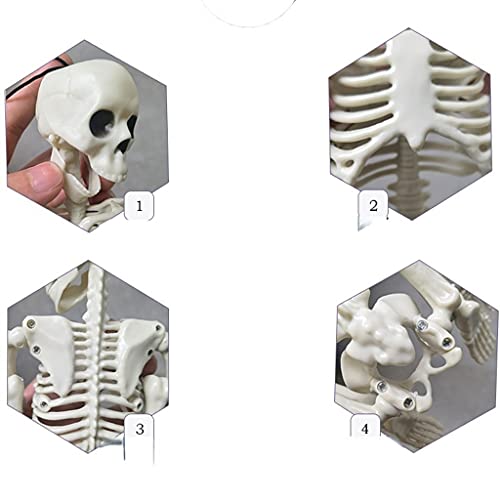 Esqueleto de Halloween de 16 Pulgadas, Cuerpo Completo, articulaciones móviles, Esqueletos para Halloween, Decoraciones de Cementerio para Interiores y Exteriores