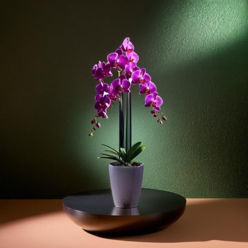 Santino 4er-Set Selbstbewässernder Topf mit Dochtsystem und Wasserstandsanzeige für den Innenbereich, Orchideentopf D 15cm (Anthracite, 2L)