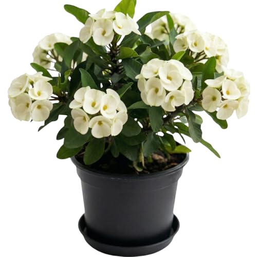 White Crown Of Thorns Plant, 4-8 Inch Tall