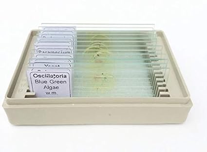 AIM MARINE/OCEAN/POND LIFE SLIDE (SET OF 12)