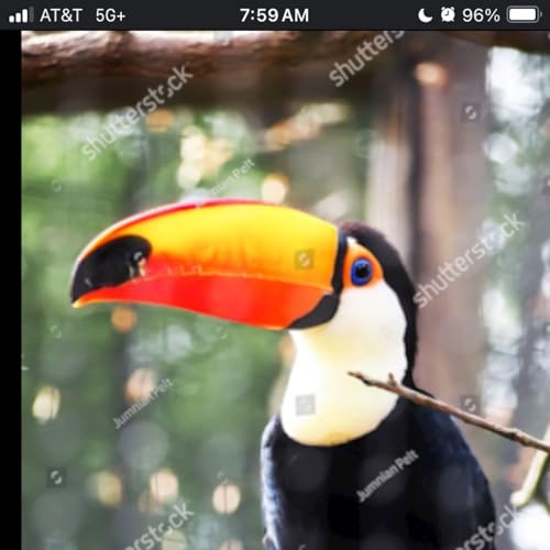 The Toucan