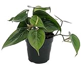 Heart Leaf Philodendron Starter Houseplant