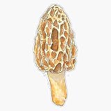 LAD Studio Morel Mushroom Sticker Vinyl Bumper Sticker Decal Waterproof 5"