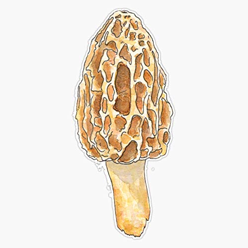 Lad Studio Morel Mushroom Sticker Vinyl Bumper Sticker Decal Waterproof 5" #TOP6