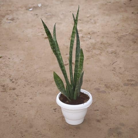 NATURE GARDEN Botanica Plants Air Purifier Snake Green in 8 Inch White Classy Plastic Pot-image-38