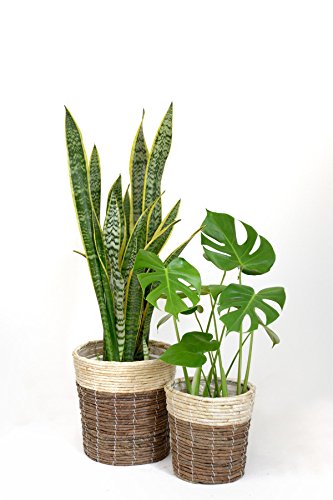 観葉植物セット Amazon｜観葉植物 本物 8号+6号セット サンスベリア8号・モンステラ6号