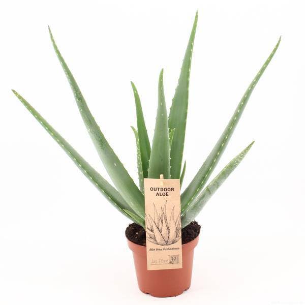 Aloe Vera – prawdziwy aloes – Ø 14 cm – 45 cm roślina – łatwa w pielęgnacji roślina lecznicza do domu i biura