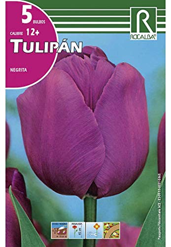 BULBO DE OTOÑO TULIPÁN MORADO NEGRITA - 5 UD