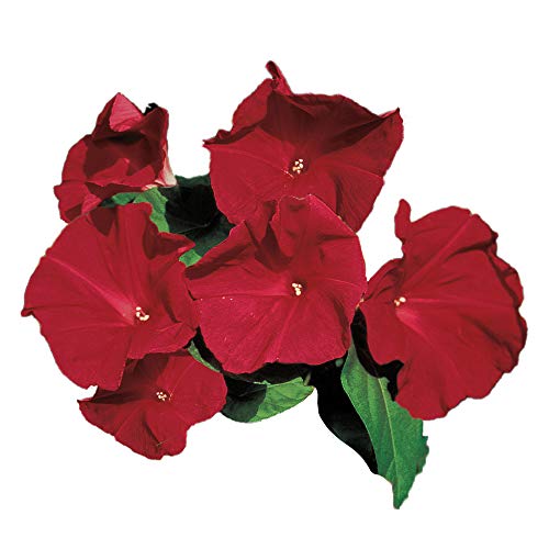 Park Seed Morning Glory Vine Flower Plant Seeds, Easy to Grow, Perfect for Spring Garden, Scarlet O'Hara, Pack of 25