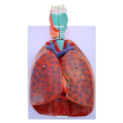 Modèle pulmonaire humain et système trachéal cervical anatomique