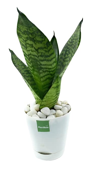 PlantMela Sansevieria Green Air Purifier Snake Plant with Self Watering Pot (White)-image-11