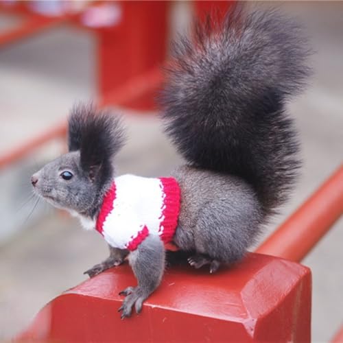Roupas de esquilo, suéter de Natal para animais pequenos, roupas para animais de estimação, inverno,