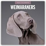 Photo Gallery weimaraners 2025 square wall calendar Photo Gallery weimaraners 2025 square wall calendar