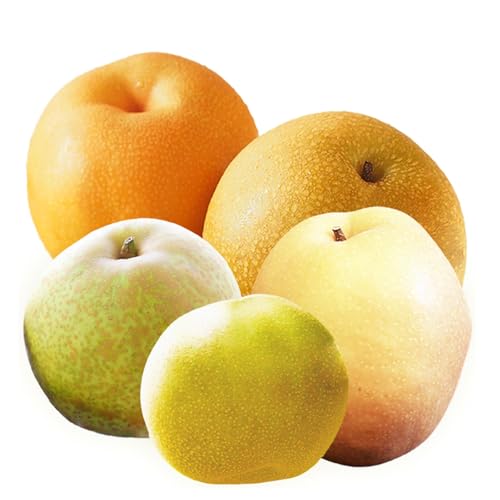 2品種 合わせて5kg 京都 京丹後産 梨セット 新興梨ともう1品種の計2品種セット(14〜17玉程度)あきづき・甘太・王秋の3種のうち1種