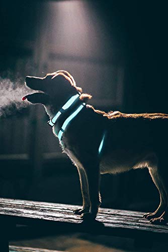 Embark Illuminate Reflective Dog Collar – Made with Reflective Material to Make Your Dog Collar Visible and Light at Night (Small, Blue) - Thumbnail 3