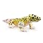 Leopard Gecko