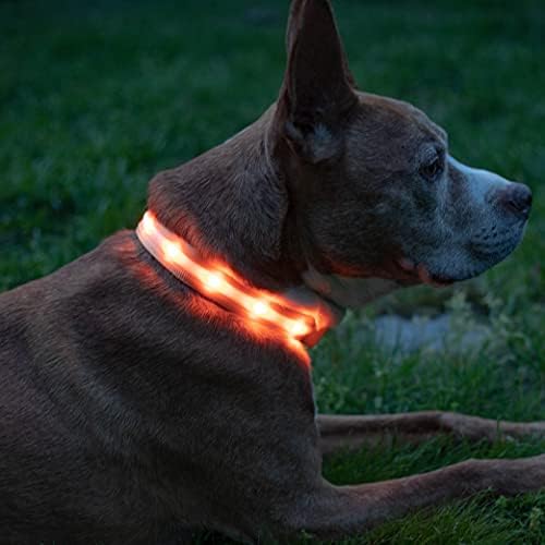 Blazin LED Light Up Dog Collar - 1,000 Feet of Visibility - Brightest for Night Safety - USB Rechargeable Waterproof Dog Collar Light