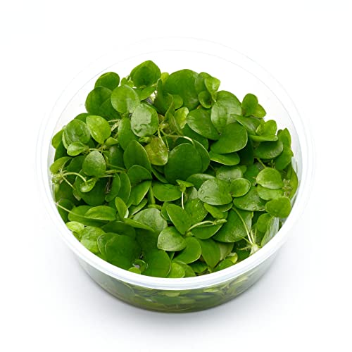 Limnobium laevigatum Südamerikanischer Froschbiss - in vitro 8,5cm Bechergröße - in vitro Wasserpflanzen für Aquarien