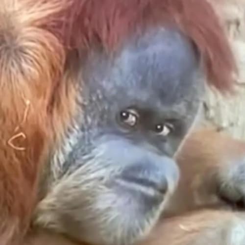 『NoKing Music』のカバーアート