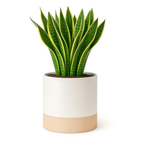 Blueming Home Decor Ceramic Self Watering Plant Pots – 6