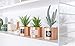 Opps Mini Artificial Plants Plastic Green Grass Cactus with Special Golden Can Pot Design for Home Décor – Set of 3