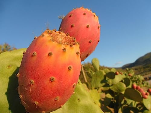 Opuntia ficus-indica, Fico d'india vs16, pianta a frutto bianco