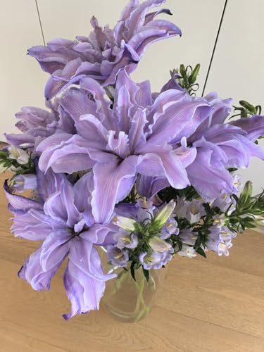 SVG® Double Oriental Lily Flower Bulbs for Home and Gardening, pack of 5 Bulbs (PINK COLOR)