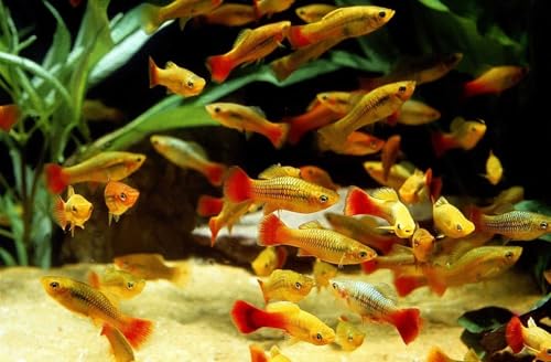 Decapsulated Brine Shrimp Eggs as Fry & Baby Food, Straight to Feeding... - Image 5