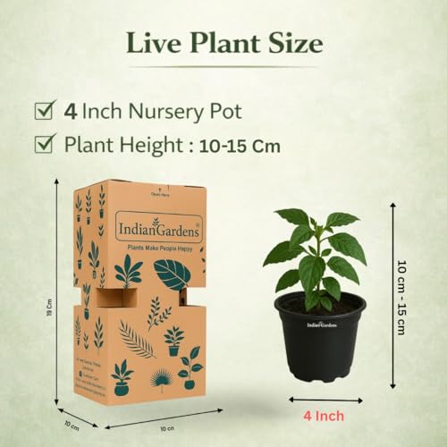 Image of Indian Gardens - Kanakambaram Red | Aboli | Priyadarsha | Flowering Crossandra | Pagoda Flower | firecracker flower | Live plant with pot (4 inch)