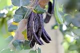 20 Seeds Carob Tree Saint John's Bread Ceratonia Siliqua Evergreen Edible Fruit Pods Legume Flowering Ornamental Tree