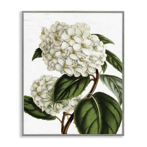Vintage Botanical Flower Stem Study, 24 x 30 Inch Framed Giclée Print