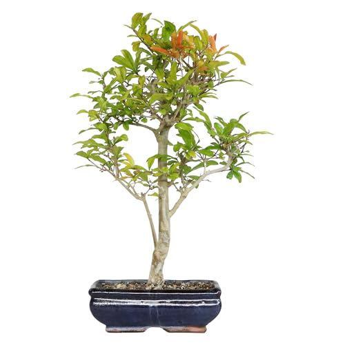 KENTIS - Bonsai di Melograno - Punica Granatum - Piante Vere da Frutto da Esterno - Giardino Balcone Terrazzo - H 40-50 cm Vaso in Ceramica 20 cm