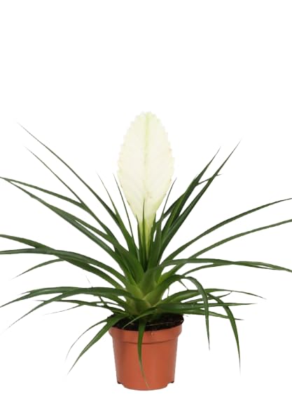 Bromelia Cyanea Blanca Planta Natural