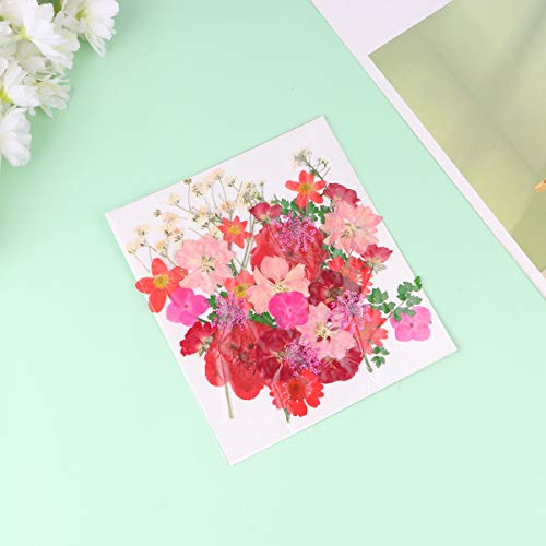 EXCEART Flores Naturais Secas Prensadas Reais Misturadas Com Várias Margaridas Coloridas Folhas de H