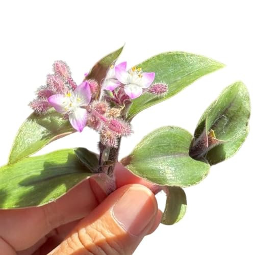 Rooting Easily Plant Cuttings Tradescantia Blossfeldiana Red Hill