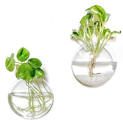 Kingbuy Wall Hanging Glass Planter Propagation Station - 2 Pack Oblate Globe Wall-Mounted Vases for Indoor Hydroponic Air Plants Bathroom Living Room Office Decor Gift for Women, Mom, Plants