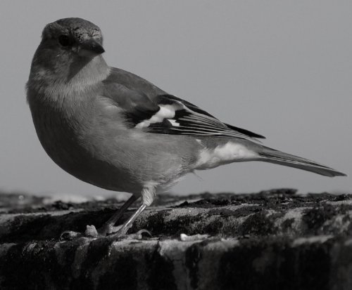 Broken Bird: Journey of the Lark (English Edition) für 1,77 EUR bei amazon.de Bild: Broken Bird: Journey of the Lark (English Edition) für 1,77 EUR bei amazon.de
