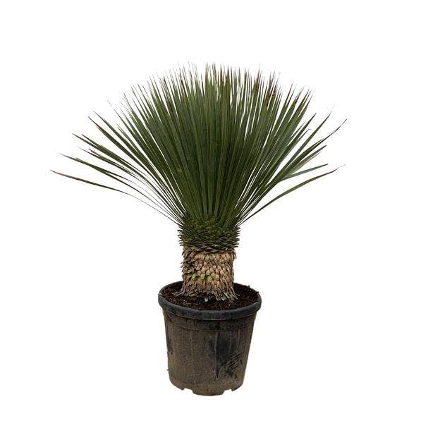 Yucca Rostrata 100 cm – Ø 38 cm – egzotyczna roślina pustynna z niebiesko-szarymi liśćmi – łatwa w pielęgnacji roślina pokojowa i doniczkowa do salonu, na taras i do ogrodu