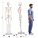 Life Size Posable Skeleton for Anatomy, 70.8'' Human Skeleton Bones Full Size Skeleton Model with Nervous System & Carotid Artery, Medical PVC Anatomy Skeleton Model W/Rolling Stand for Study Display